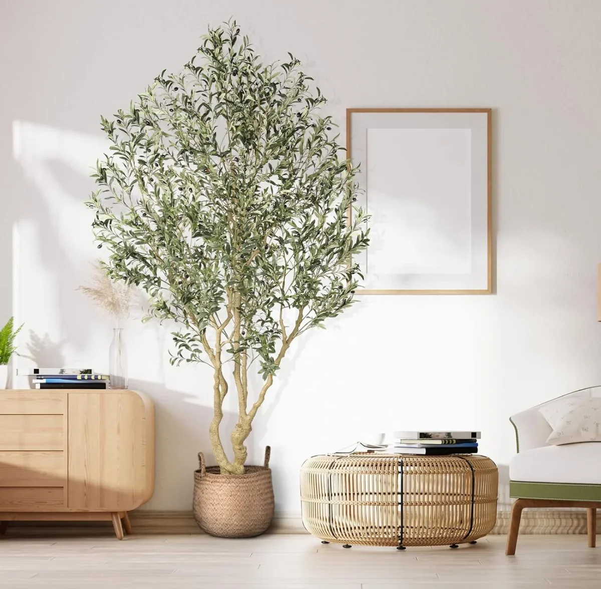 Olivo 243 CMS Cadela