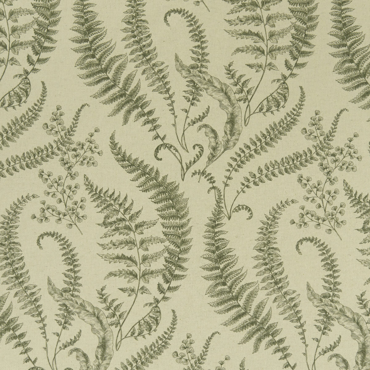 FOLIUM - Imagen 5