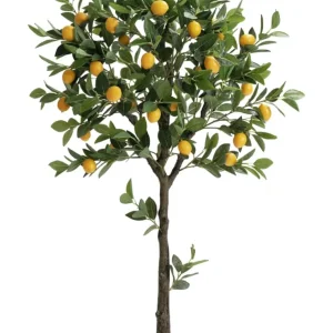 Arbol Limonero Joy 150 CMS