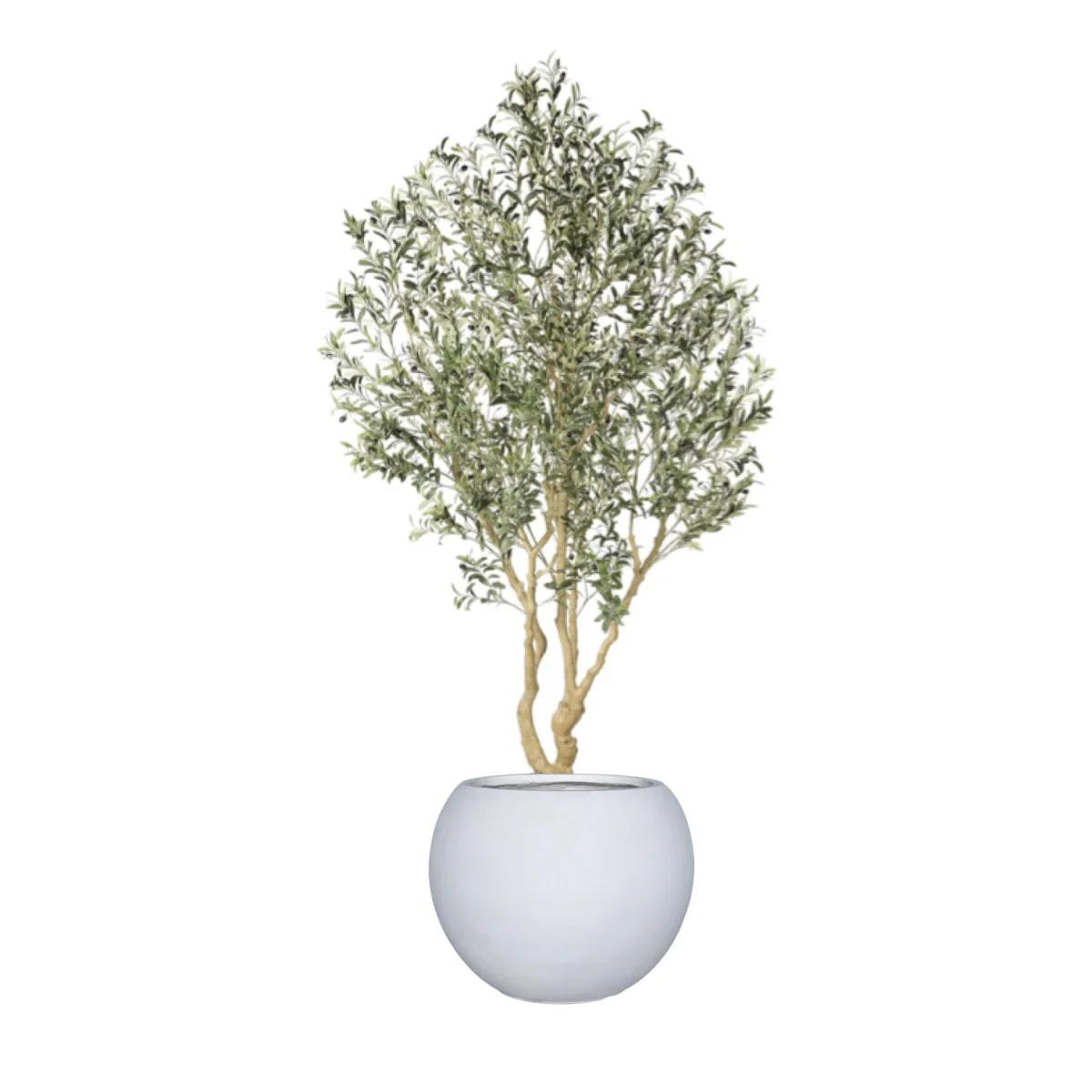 Olivo 243 CMS Cadela - Imagen 3